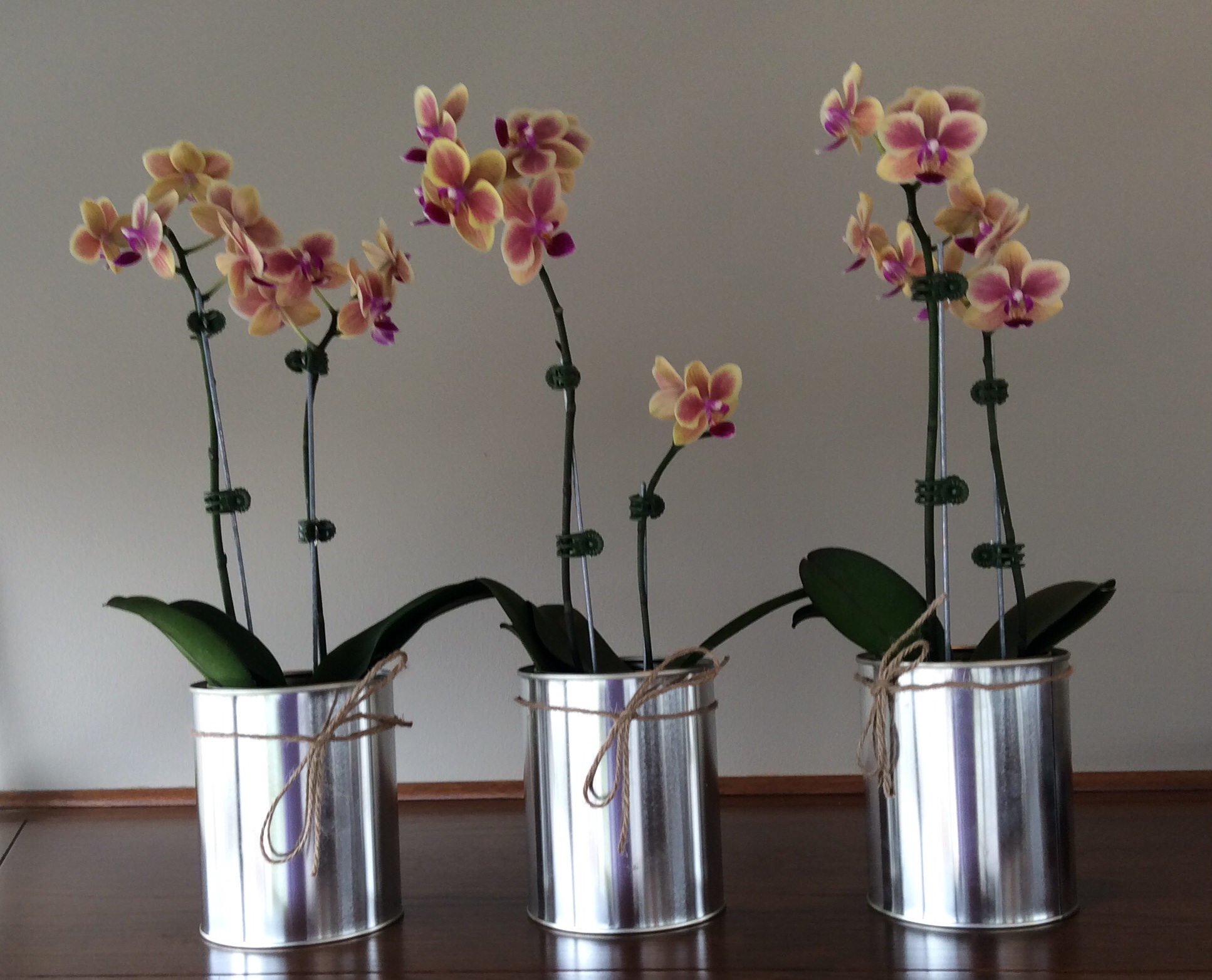 Paint tins are ideal containers for these orchids